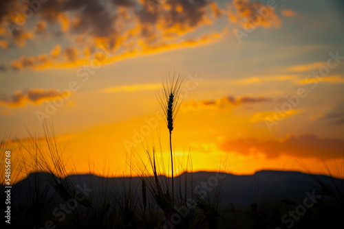 Wheat field at the sunrise