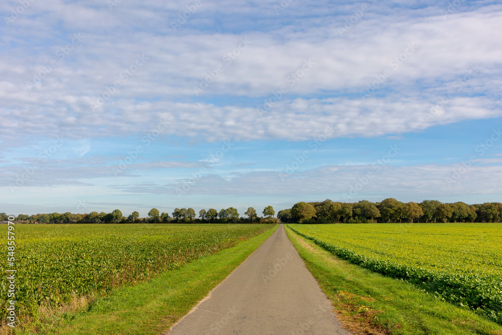 Landscape with view of green vegetables plantation with small road under blue sky and white clouds, Sugar beet field and forest in Autumn, Agriculture in countryside of Netherlands, Nature background. Landscape with view of green vegetables plantation with small road under blue sky and white clouds, Sugar beet field and forest in Autumn, Agriculture in countryside of Netherlands, Nature background.