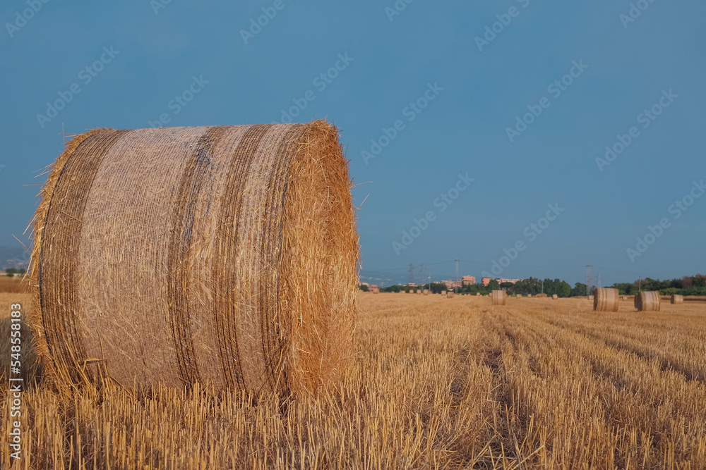 Golden hay bales on a field in Parco Degli Acquedotti, a Aqueduct Park in Rome, Italy. Large round grain bundles to feed ruminant animals. Agriculture, farm, harvest, country background and scenery.