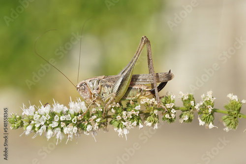 Closeup on a brown Mediterranean long-horned grasshopper, Platycleis sabulosa sitting on white flower photo