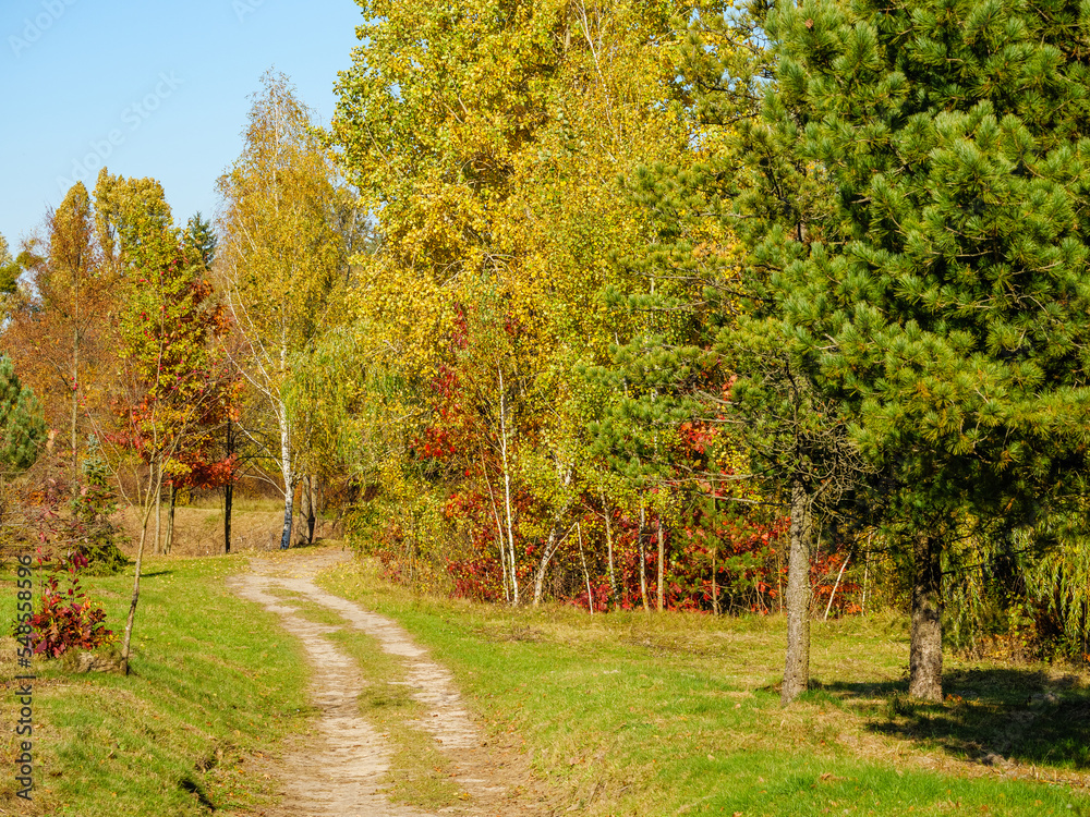 Naklejka premium A dirt road through the autumn forest curves in front of a thuja