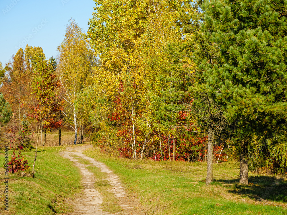A dirt road through the autumn forest curves in front of a thuja