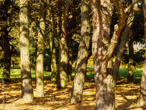 Many upright tree trunks in an autumn forest