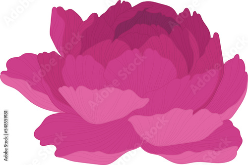 Fototapeta Naklejka Na Ścianę i Meble -  Hand drawn pink peony flower