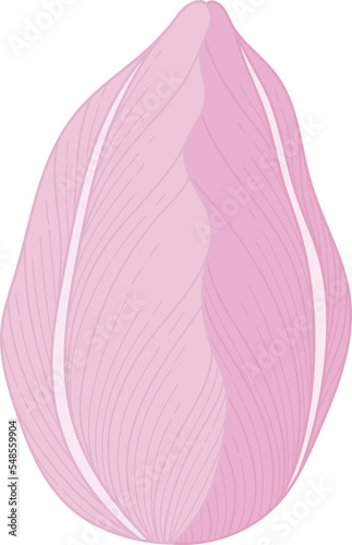 Hand drawn pink tulip flower