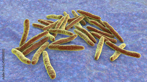 Bacteria Mycobacterium tuberculosis, the causative agent of tuberculosis photo
