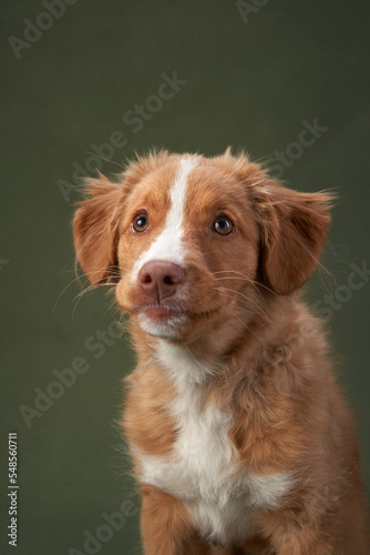 Funny Nova Scotia duck tolling retriever puppy on a green background. Charming Dog in the studio. 