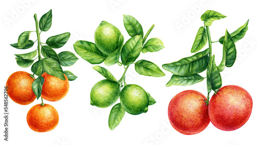 Grapefruit, orange, lime watercolor botany set on isolated background, watercolor botanical painting, hand drawn.