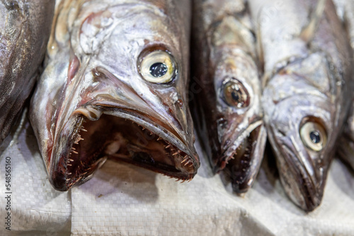 Fresh fish at the Central Market (Mercado Central) in Santiago de Chile