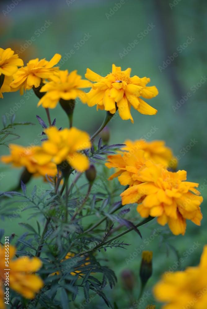 yellow-orange blackberry, marigolds close-up background, on a sunny day, blurred background, flower tagetes close-up on a green background on an autumn sunny day, orange marigold color, red flowers yellow-orange blackberry, marigolds close-up background, on a sunny day, blurred background, flower tagetes close-up on a green background on an autumn sunny day, orange marigold color, red flowers