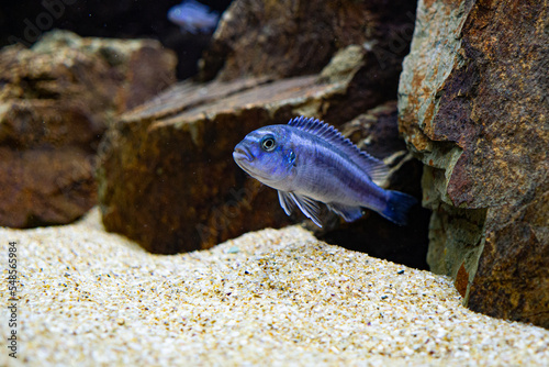 melanochromis cyaneorhabdos maingano