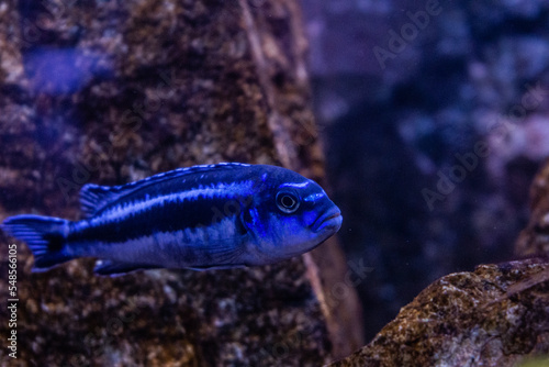 melanochromis cyaneorhabdos maingano
