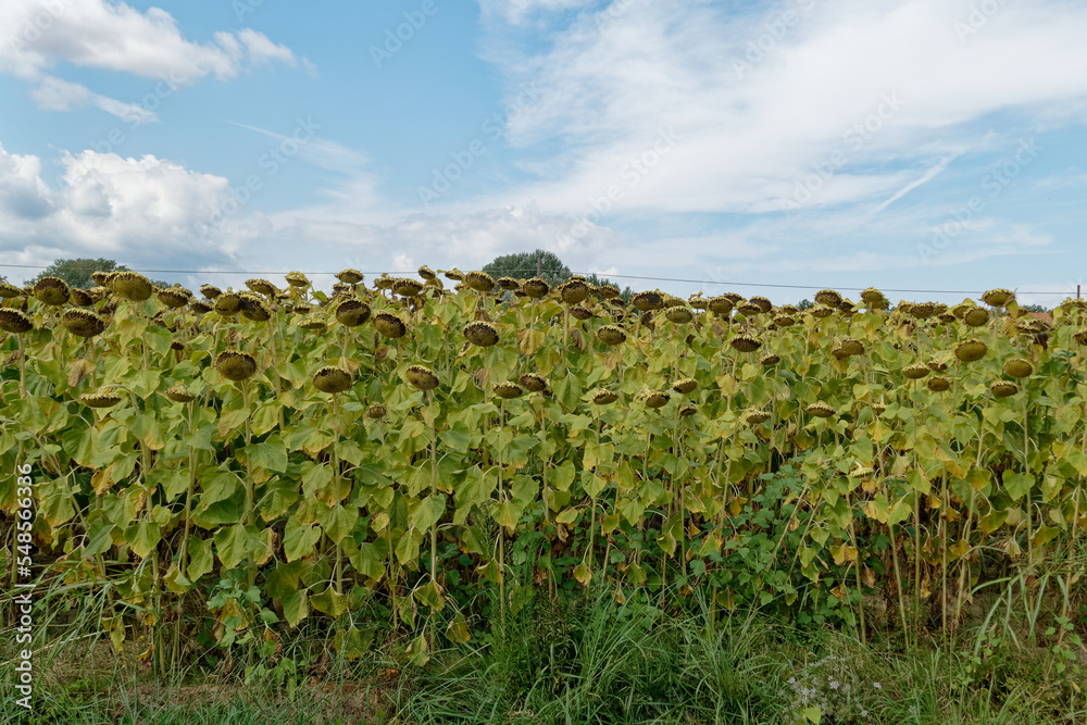 Dried ripe sunflowers on a sunflower field in anticipation of the harvest . Tuscany, Italy