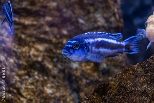 melanochromis cyaneorhabdos maingano