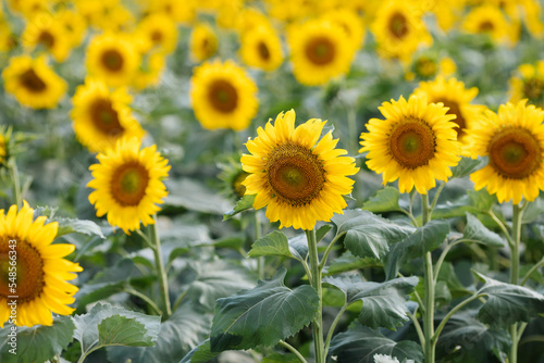 Fototapeta Naklejka Na Ścianę i Meble -  Yellow sunflowers close-up in a sunny day
