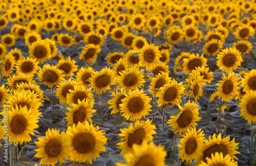 Sunflowers in full bloom seen from close up