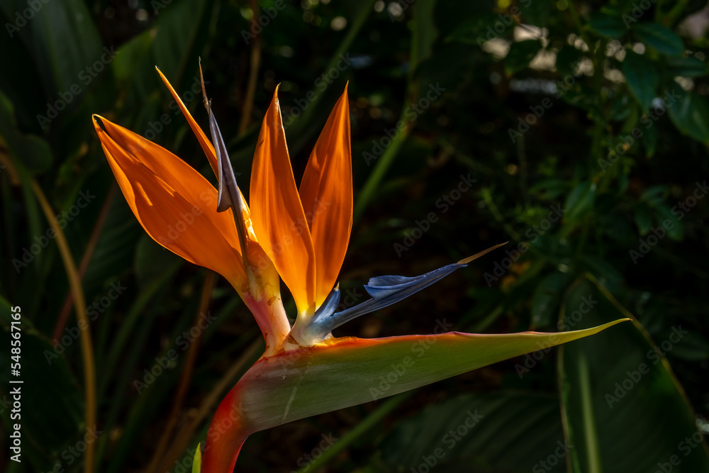 Obraz premium Colorful Bird of Paradise flower blossom, Strelitzia reginae in botanic garden. TRopical Heliconia. Macro close up