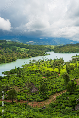 Tea Plantation with clouds in Munnar, Kerala, India.