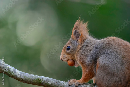 Squirrel have just fount a hazelnut in Norway © Lars