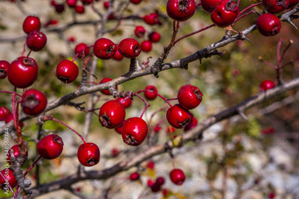 Red hawthorn berries in autumn background, branch with hawthorn fruit. Selective focus. Red hawthorn berries in autumn background, branch with hawthorn fruit. Selective focus.