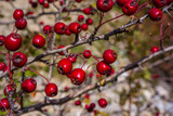 Red hawthorn berries in autumn background, branch with hawthorn fruit. Selective focus.
