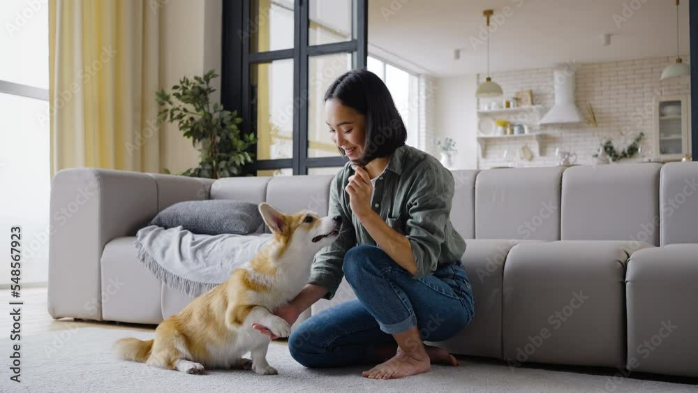 Young Asian woman trains Welsh corgi giving paws on command Young Asian woman trains Welsh corgi giving paws on command