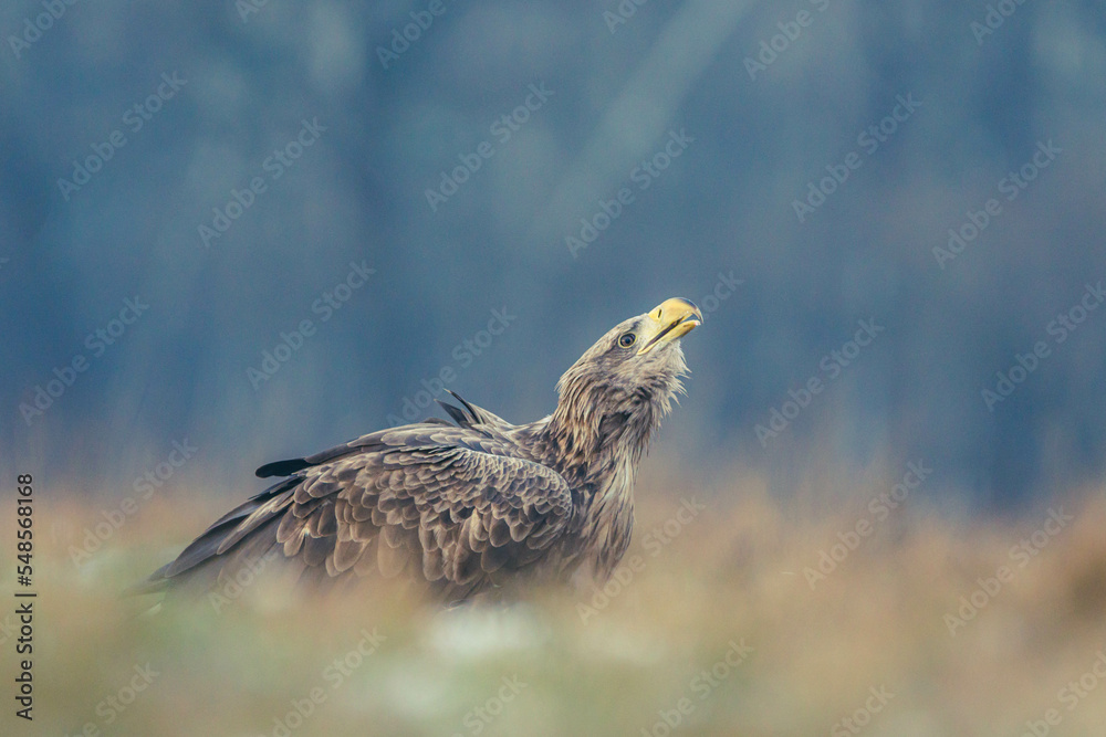 Fototapeta premium Seeadler Nahaufnahme beim Fressen