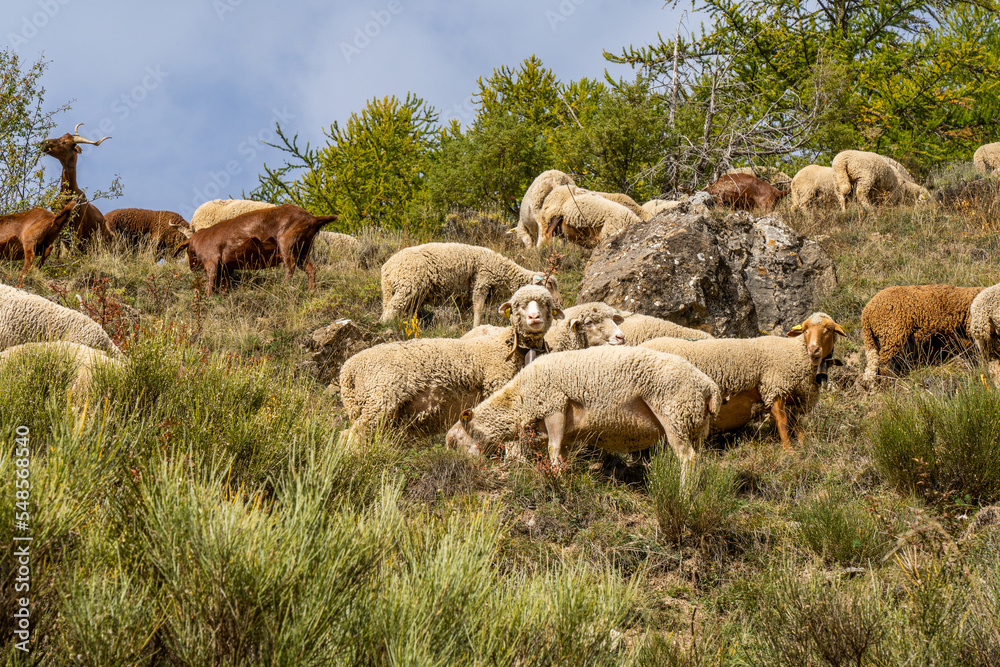Fototapeta premium Flock of sheep graze on the a pasture in the highlands, in the fall, against the rock and trees background. French sheeps