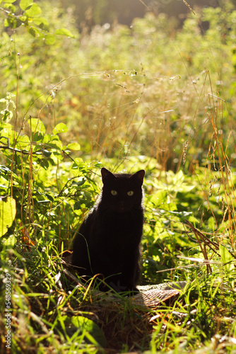 A beautiful black cat on a path among the grass, the sun illuminates from behind