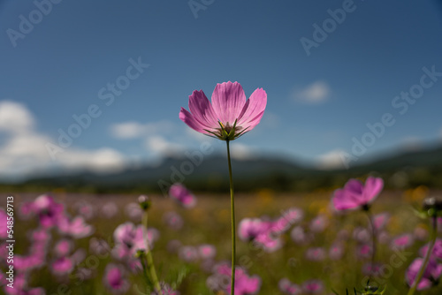 flower pink in field meadow hill mountain close up bokeh