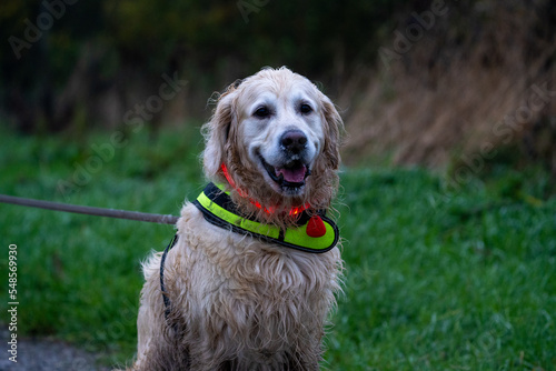 golden retriever dog on a dark night with led lights and a fluo harnass for safety (optimal visibility)	
