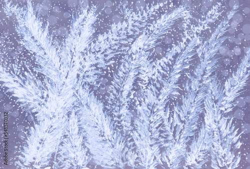 Beautiful winter abstract background with coniferous branches and snowflakes. Winter, frost