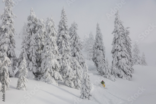 Skier moving in snow powder in the pine forest on a steep slope on a backcounrty terrain. Freeride, winter sports outdoor