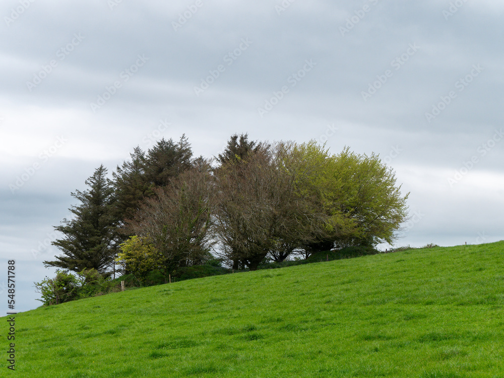 Several trees on the slope of a green hill on a spring day. Cloudy sky, landscape. Green grass field with trees under gray sky Several trees on the slope of a green hill on a spring day. Cloudy sky, landscape. Green grass field with trees under gray sky
