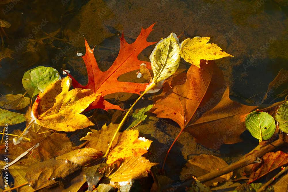 colorful leaves in the river at autumn colorful leaves in the river at autumn