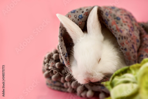 Little white fluffy rabbit sleeping in scarf on a pink background with space for text, without anyone, close-up