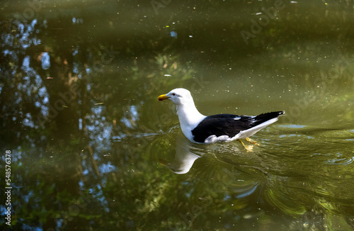 Kelp Gull (Larus dominicanus) photo