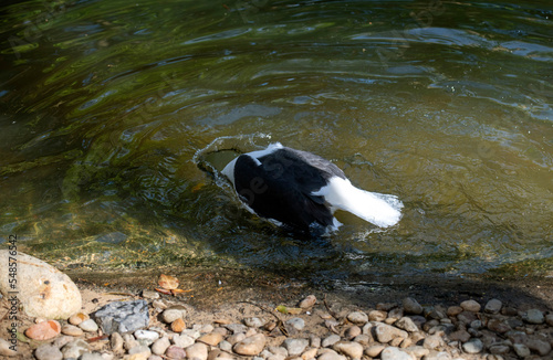 Kelp Gull  Larus dominicanus 