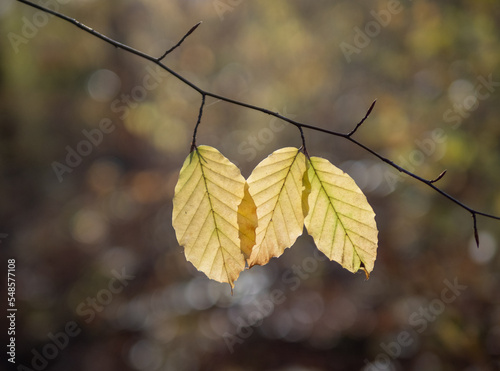 Autumn leaf in the forest.