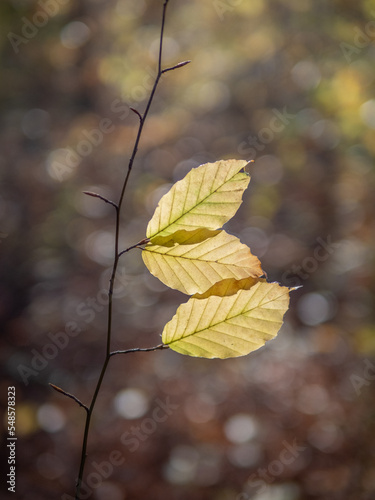 Autumn leaf in the forest.