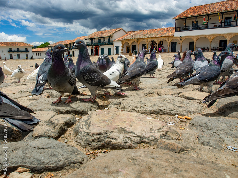 Fototapeta premium Different actitudes of a flock of pigeons in the not so clean main square of the colonial town of Villa de Leyva in central Colombia.