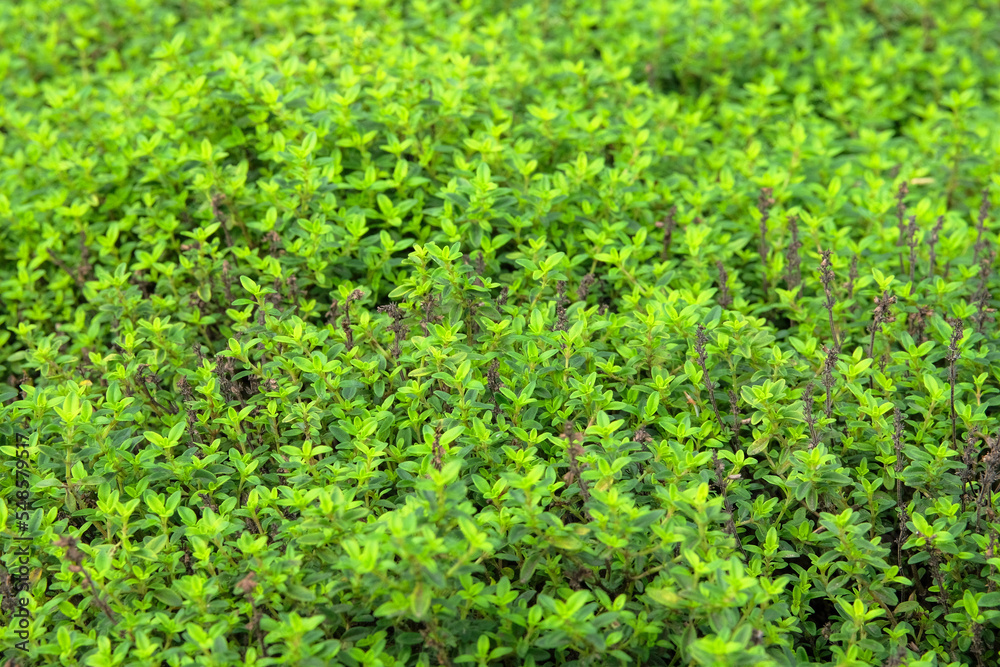 Myrtus phyllireaefolia. Gentle green grass on blurred background.