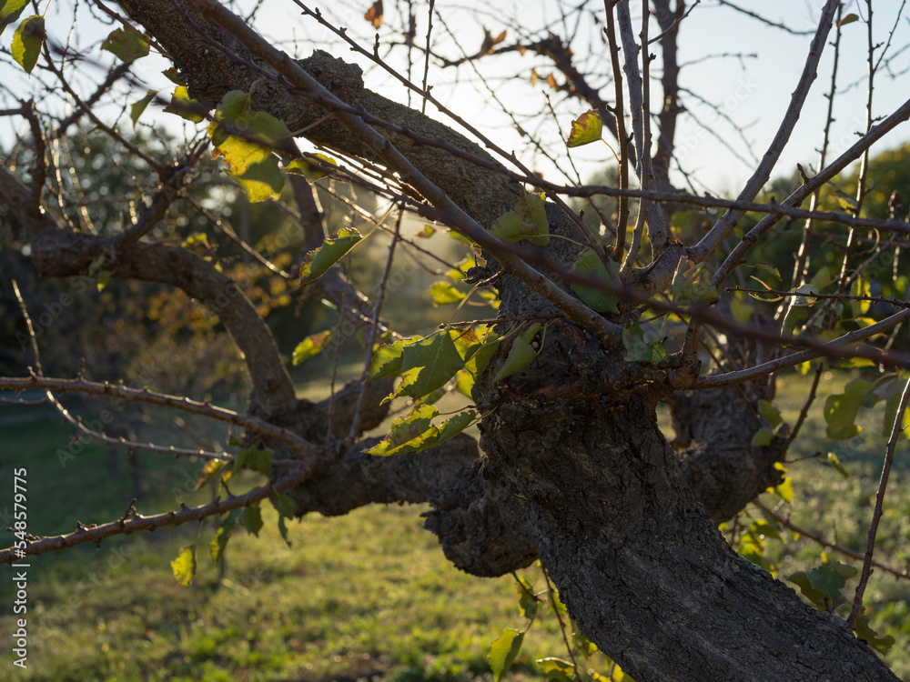 Obraz premium autumn tree in the park