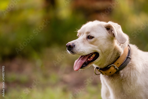White labrador type, mongrel, dog in forest wearing leather collar. © Snowboy