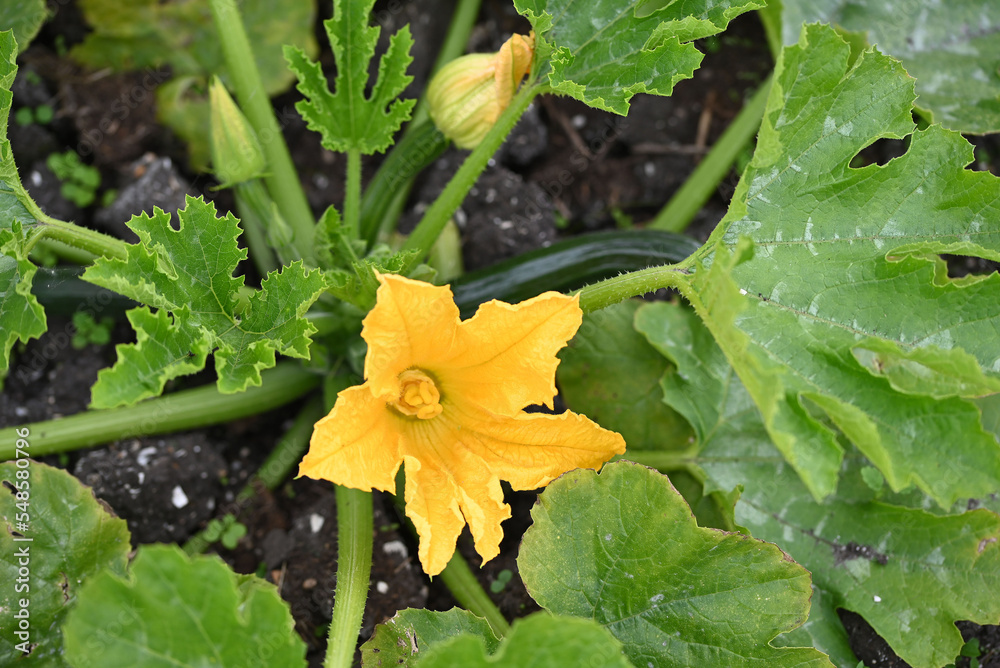 Zucchini flower on the plant in the vegetable garden.