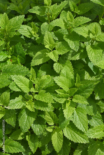 Green lemon balm in the vegetable garden.