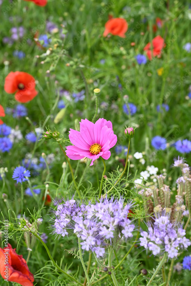 Roadside flowers poppies and other anual flowers.