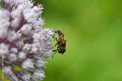 Wasp on Allium flower in the garden in Spring