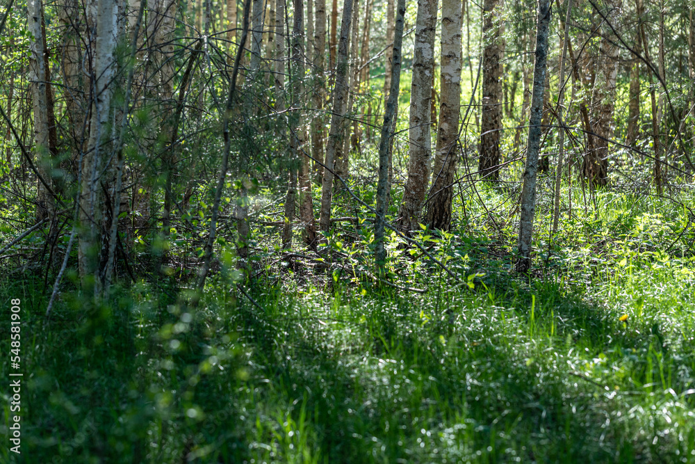 Obraz premium Green forest park with long shadows from setting sun