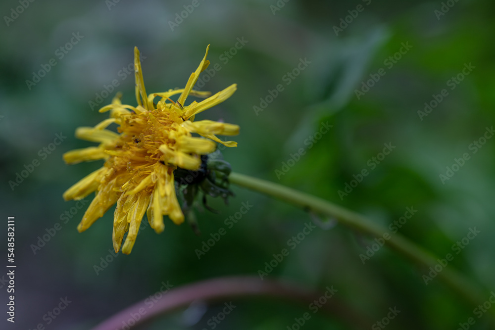 disheveled yellow dandelion flower close up disheveled yellow dandelion flower close up
